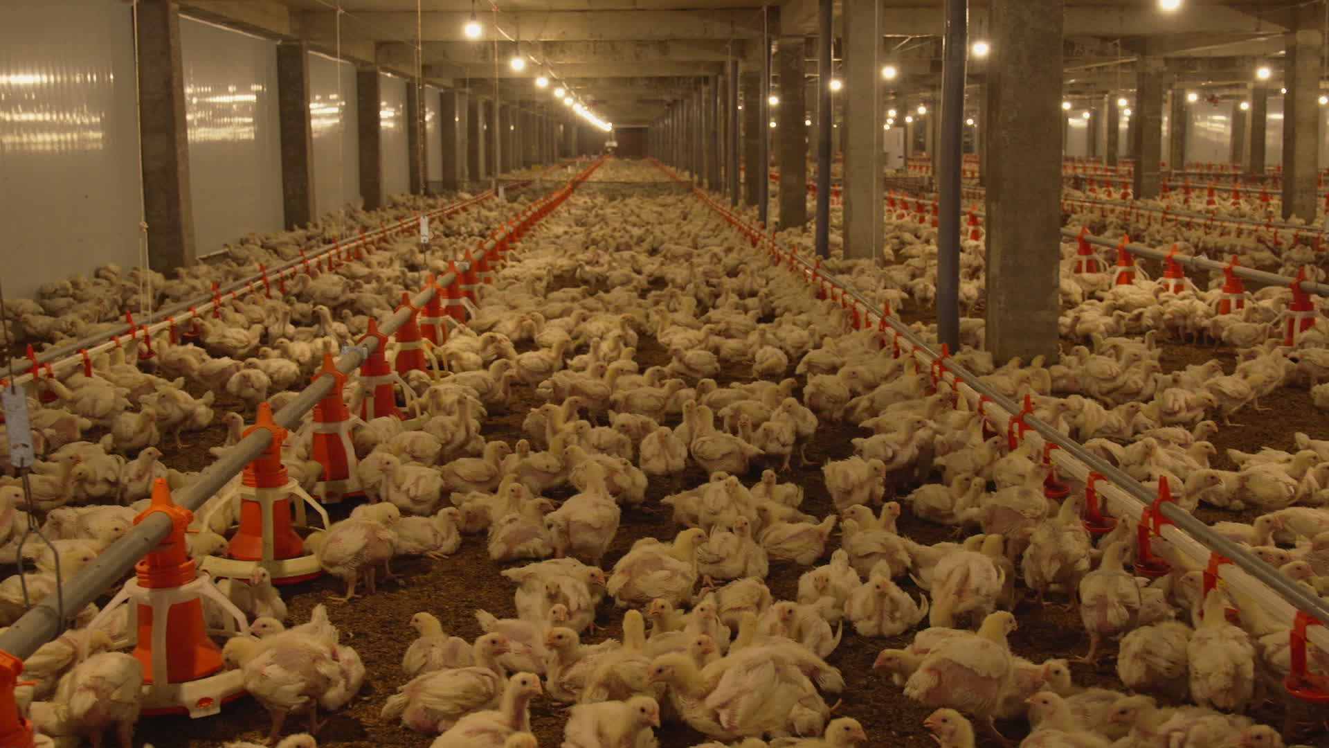 Poultry Farm video