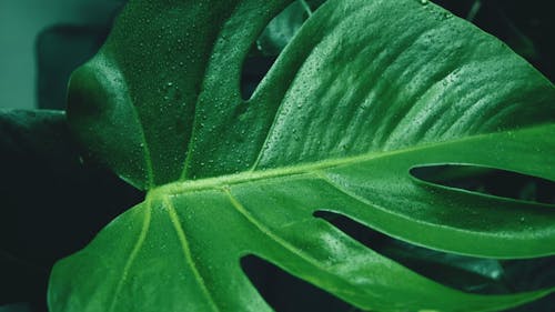 Raindrops On A Big Leaf