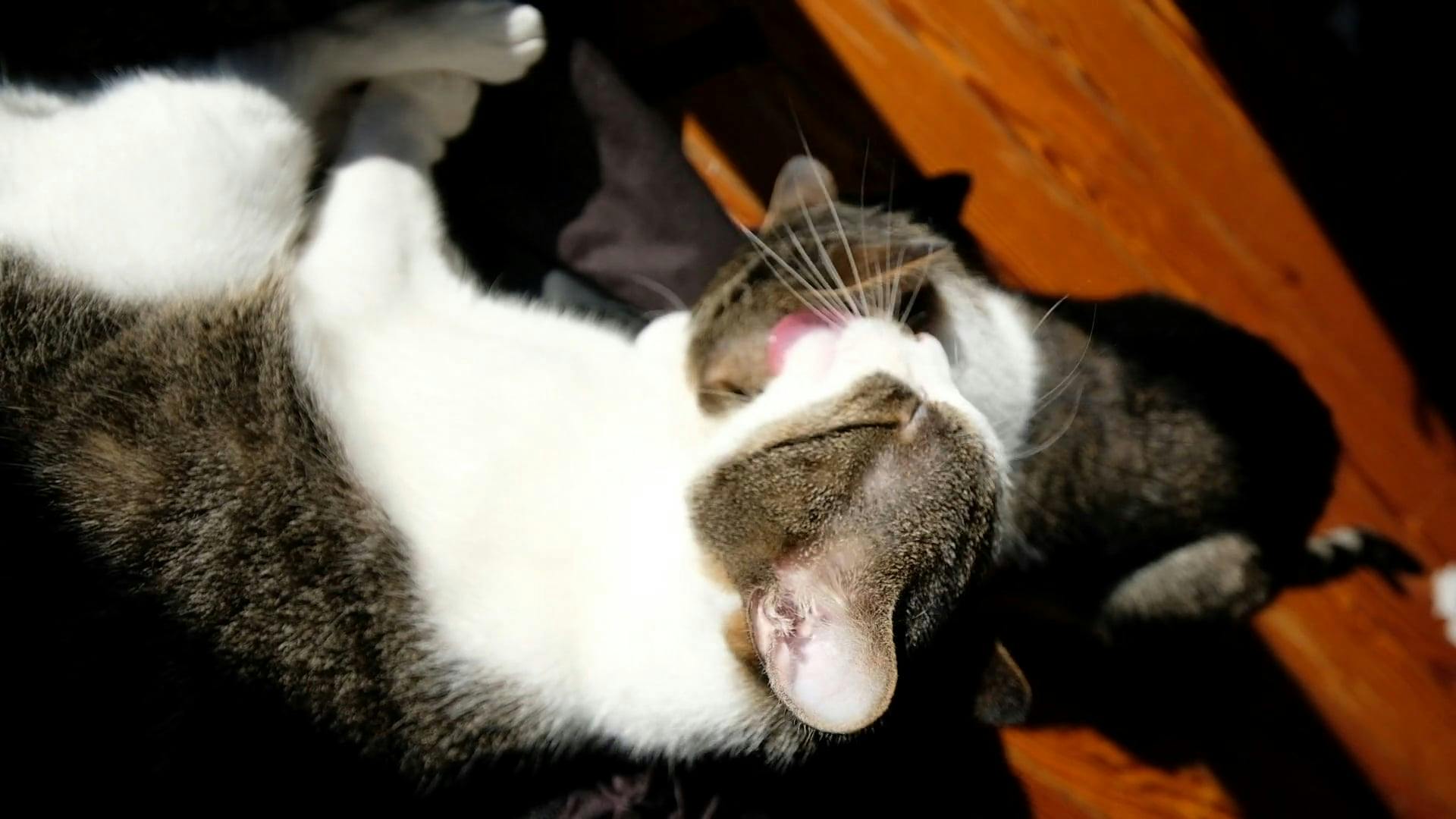 Cats Grooming Each Other Free Stock Video Footage, RoyaltyFree 4K & HD