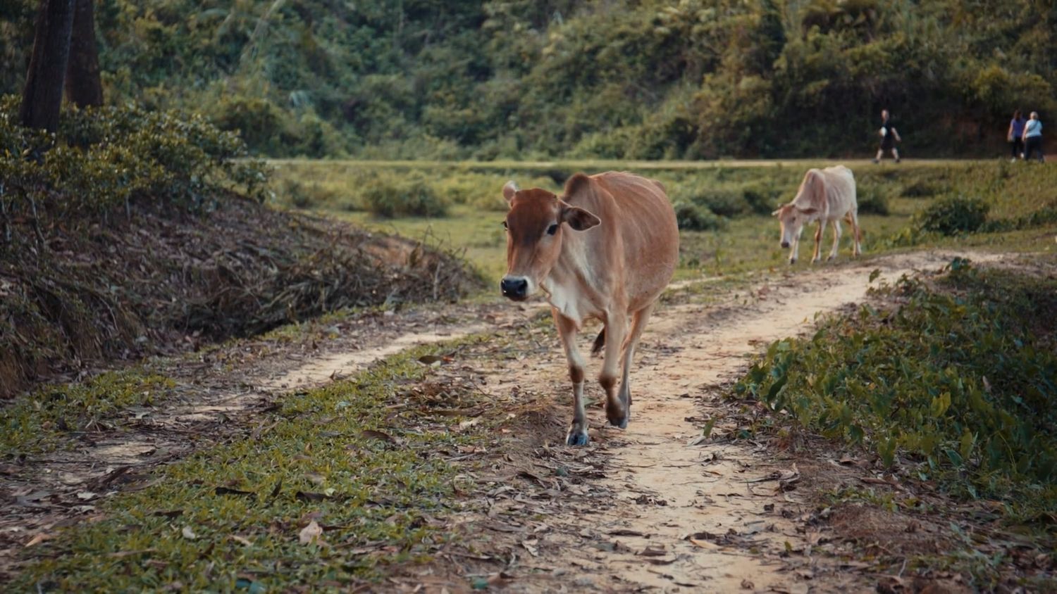 Cow Walking Videos, Download The BEST Free 4k Stock Video Footage & Cow ...
