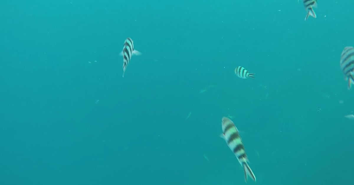 Fish Mp4 Fishes Swimming Underwater Free Stock Video Footage, Royalty-Free 4K ...