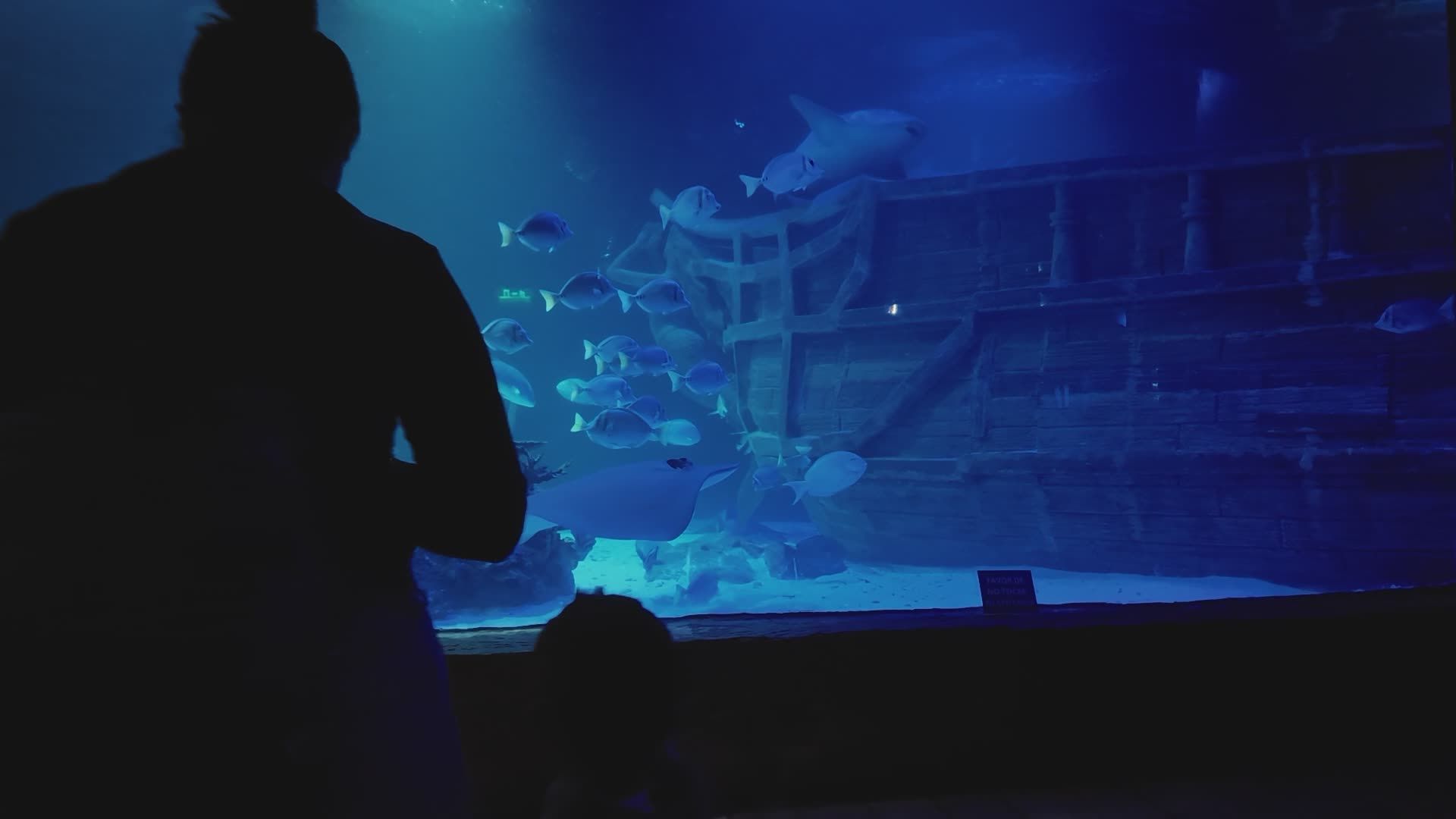 Mesmerizing Underwater Aquarium Scene Free Stock Video Footage, Royalty ...