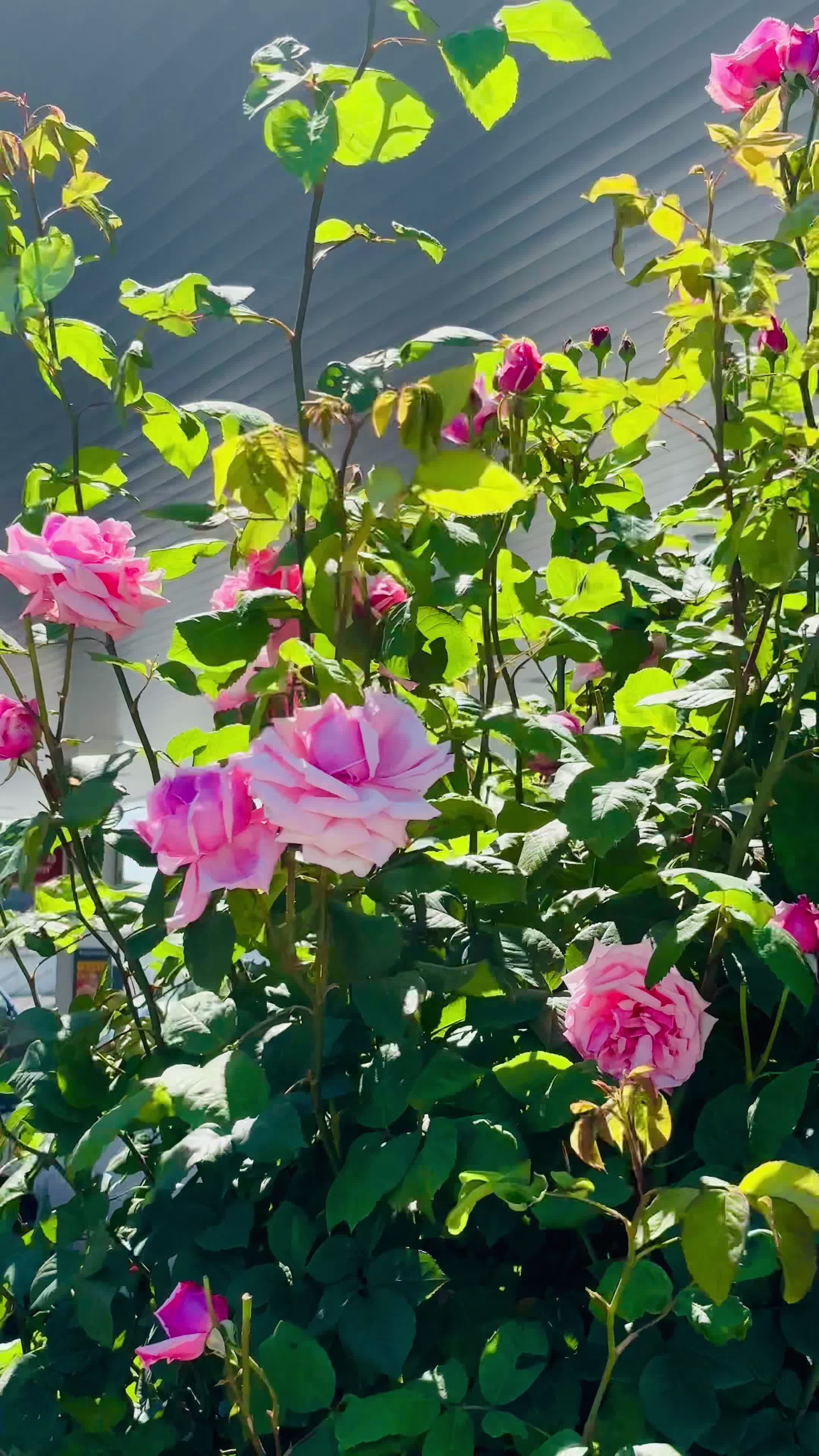 Vibrant Blooming Pink Roses in Sunlight Free Stock Video Footage ...
