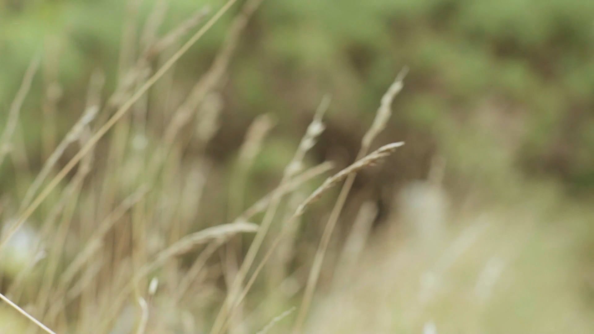 video-of-a-dried-grass-field-free-stock-video