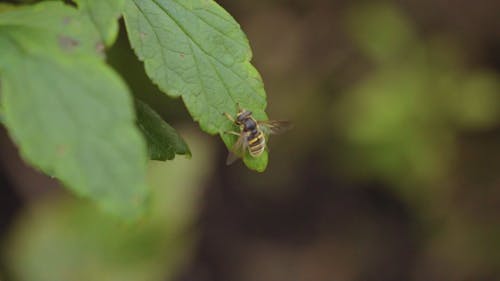 Bee on a Leaf