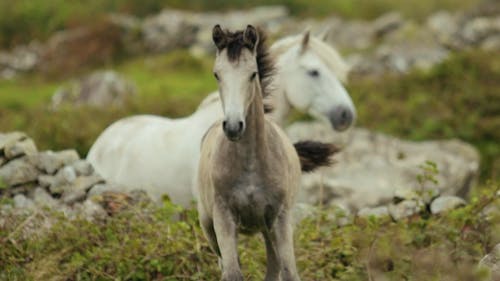 Horse Running On Grassland