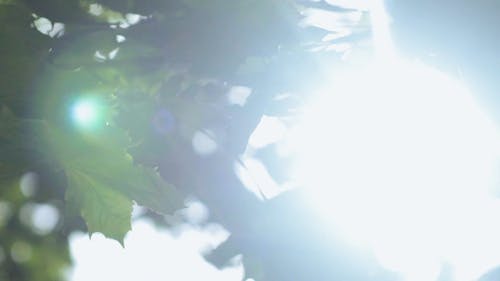 Video Footage Of Tree Leaves Against The Sun