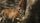 nature animals