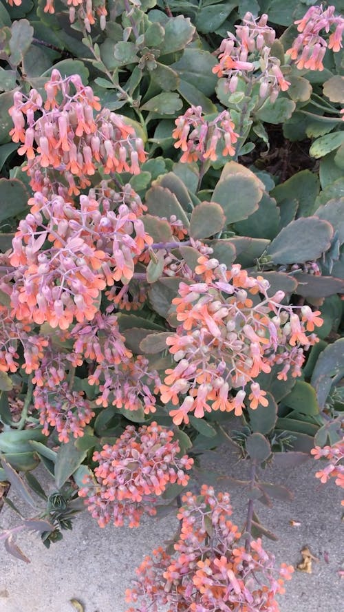 A Flowering Plant Outside The Fence