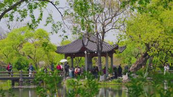 苏州园林下雨高清视频视频素材视频素材
