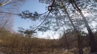 花免费下载免费下载高清视频视频素材