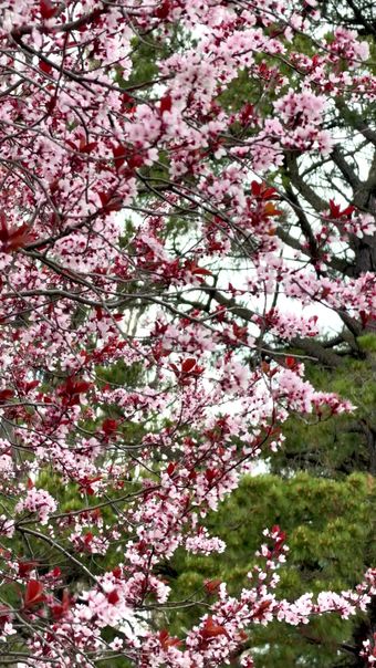 樱花竖屏免费下载视频素材