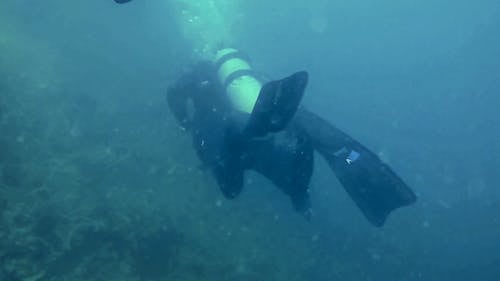 Scuba Divers Swimming Underwater