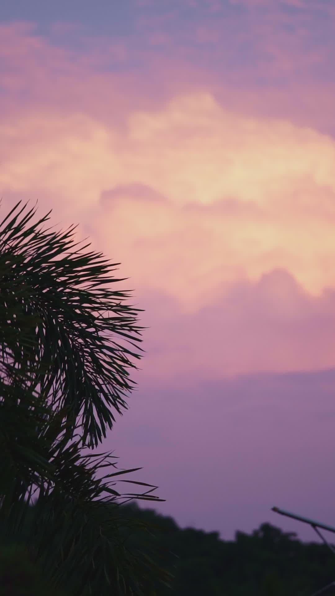 Tramonto Tropicale Con Silhouette Di Palma · Video gratuito