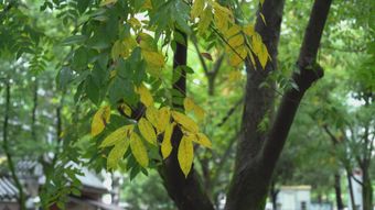 秋免费下载免费下载高清视频高清视频视频素材