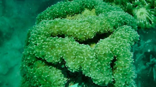 A Fish Hiding Inside A Green Aquatic Plant