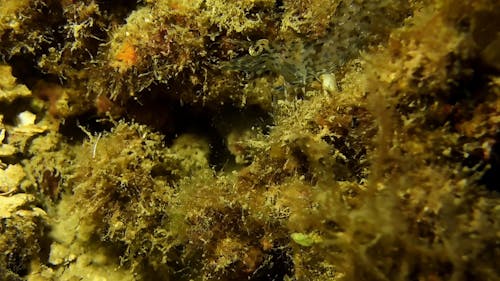 A Shrimp Camouflaging Over Sea Sponge Weeds