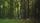 bigfoot