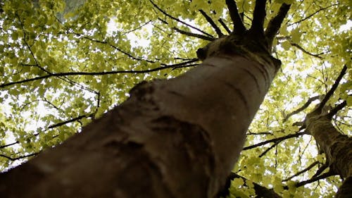 Tall Trees Providing Shades From The Sun