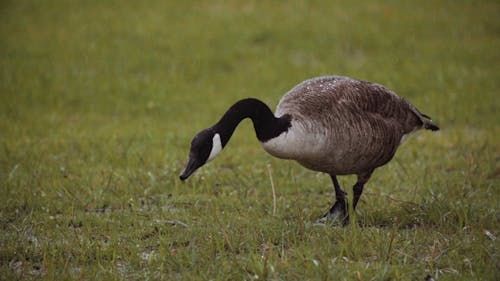 A Wet Goose Walking in Grass