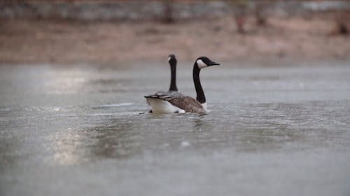 Geese Paddling on the Lake