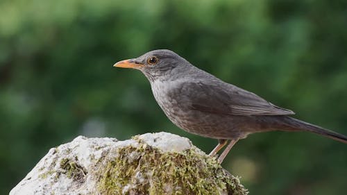 Close Up Video of a Bird