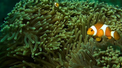 Clownfish and Sea Anemone