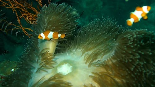 Clown Fish Swimming Inside the Corals