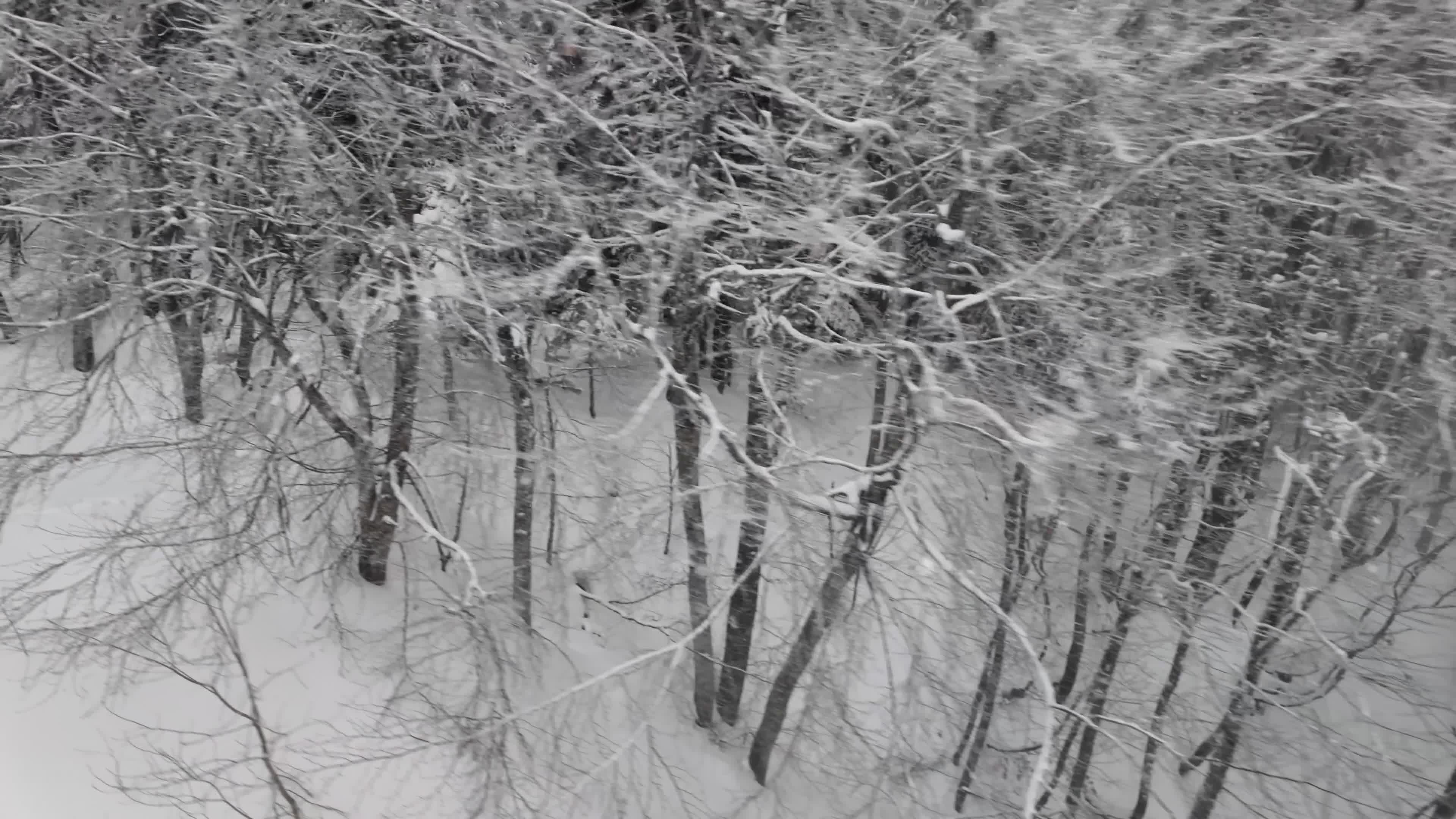 Vue Aérienne Paisible D'une Forêt Enneigée En Hiver · Vidéo gratuite