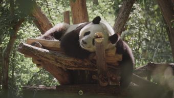 熊猫视频素材免费下载视频素材
