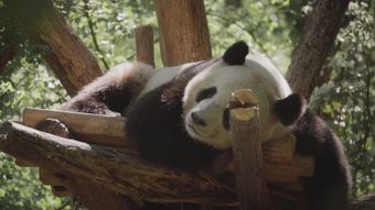 熊猫视频素材免费下载视频素材