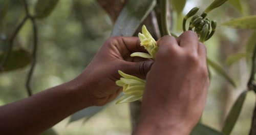 A Person Force Opening a Flower Bud