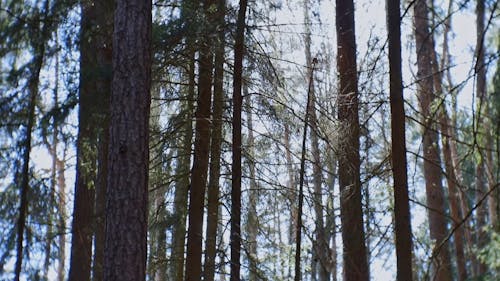 Video Footage Of Tall Forest Trees 