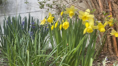 Yellow Flowers In Bloom