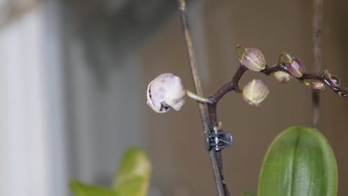 Time Lapse Video of an Orchid Blooming