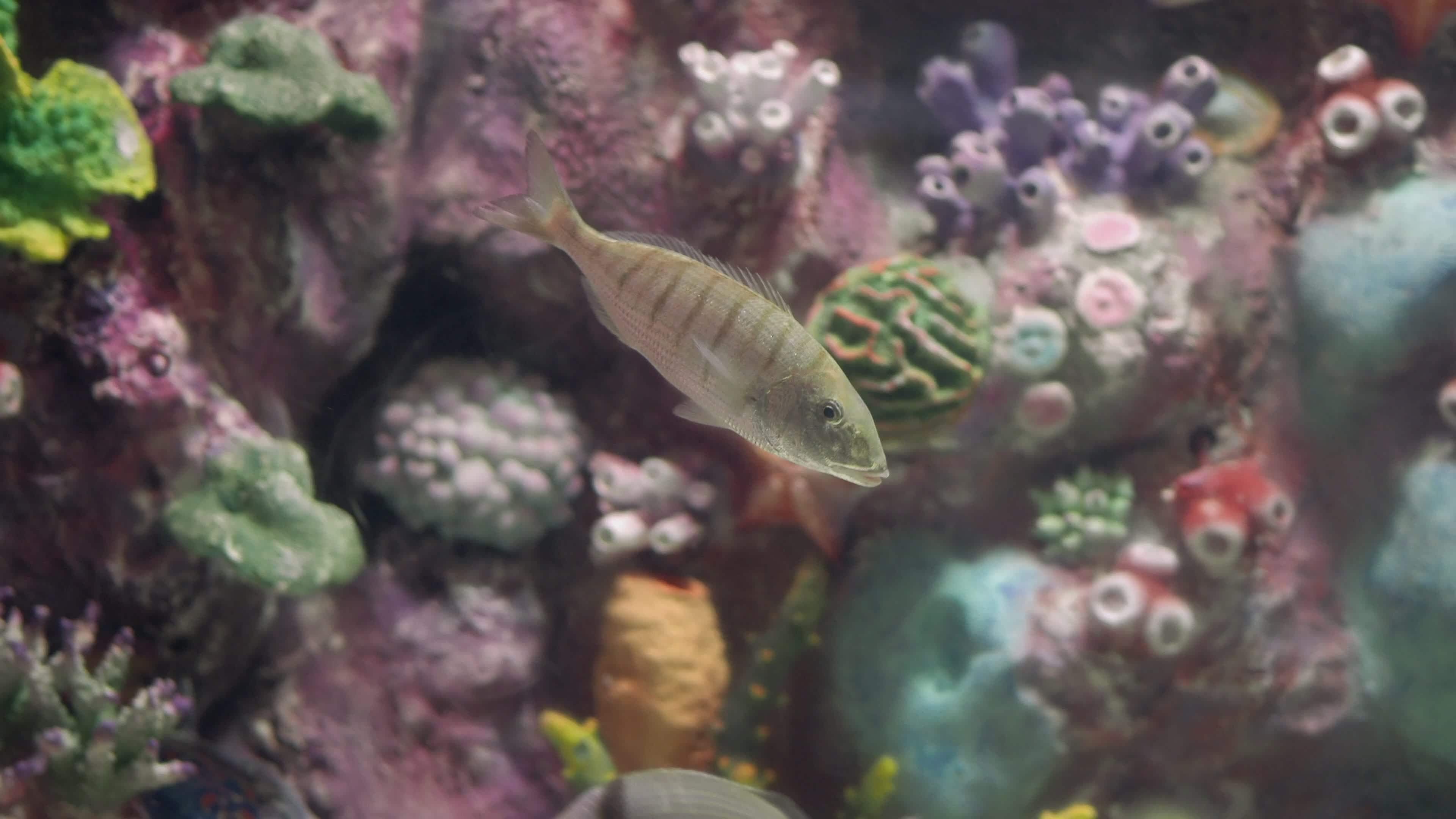 Vibrant Tropical Fish in Colorful Coral Reef Aquarium Free Stock Video ...