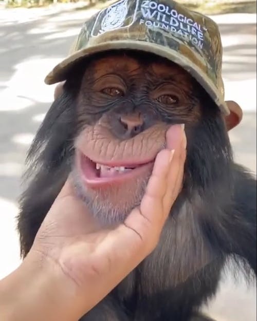 Monkey Videos, Download The BEST Free 4k Stock Video Footage & Monkey HD  Video Clips