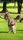 kangaroo