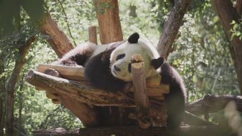 熊猫视频素材视频素材视频素材
