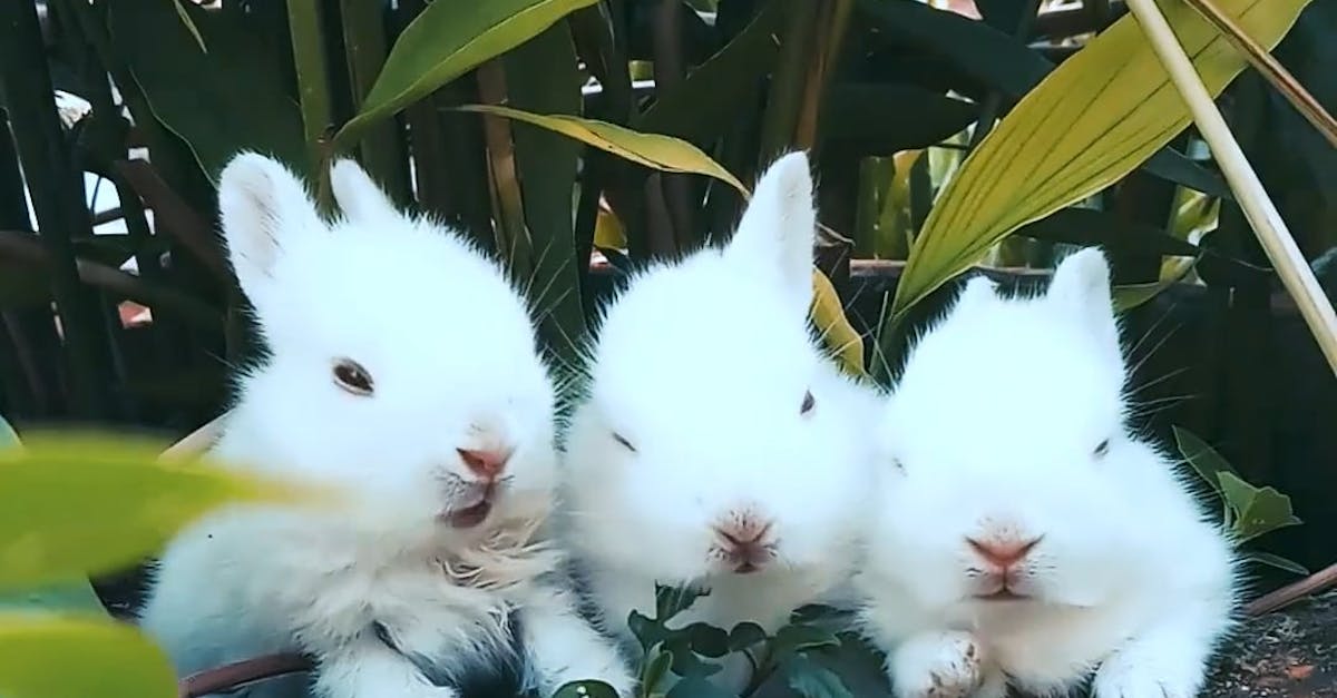Rabbits Resting On A Pot With A Plant Free Stock Video Footage,  Royalty-Free 4K & HD Video Clip