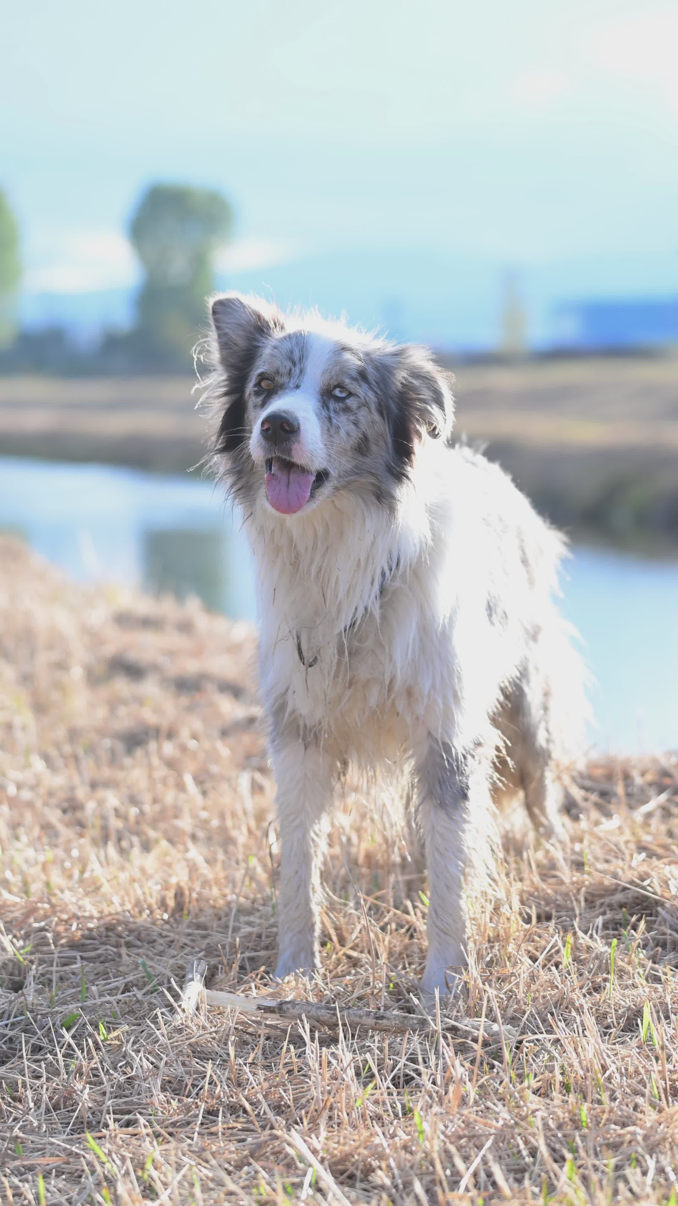Un Felice Border Collie In Riva A Un Tranquillo Fiume. · Video gratuito