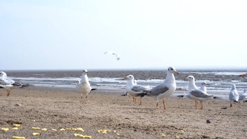 Seagulls at the Beach Shore