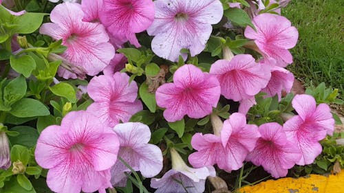 Pink Flowers In Full Bloom