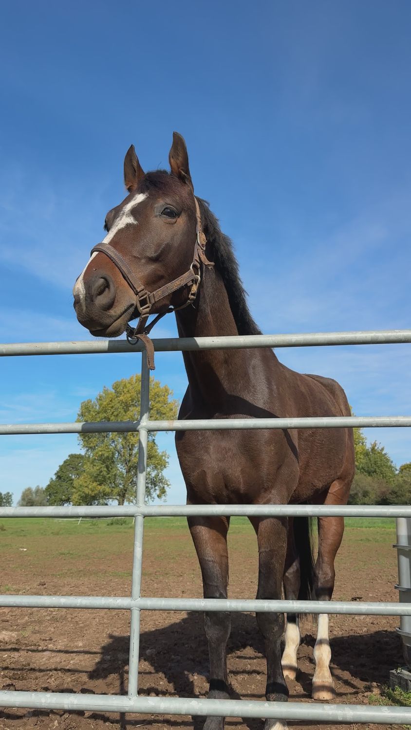 Modifier Series Cheval Majestueux Dans Un Champ Ouvert · Vidéo gratuite