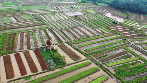 A Drone Footage of an Agricultural Field