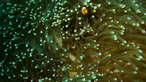 Clown Fish Hiding On Sea Anemone