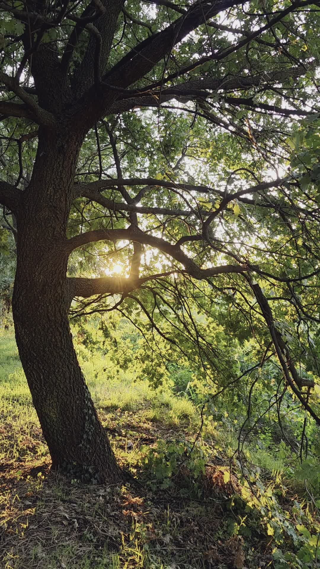Nature's Beauty: Sunlight Through Trees Free Stock Video Footage ...