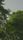 green trees