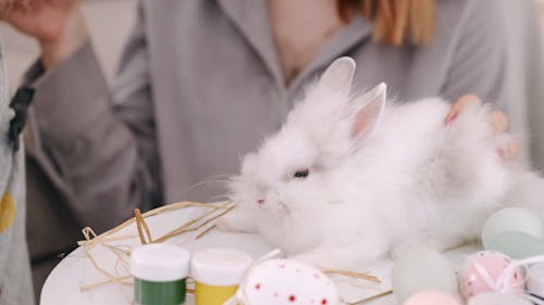 A Kid Trying To Feed A Bunny With Dried Hays