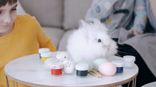 A White Rabbit And Easter Egg Making